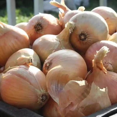 Лук